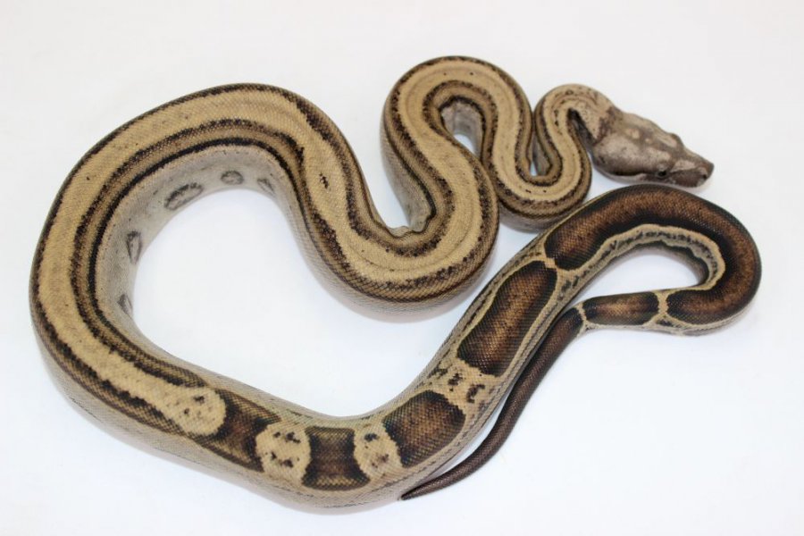 Boa Constrictor / VPI / Motley DH LEO- T+ VPI cod:#7-9-19 F - Boaline.it